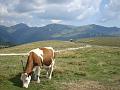 lessinia 19